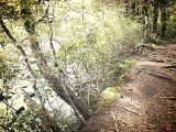 Taranaki Falls Track