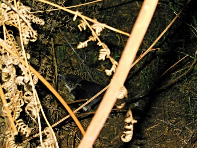 Kaiteriteri, pinguin