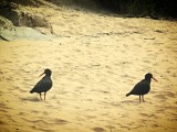 Kaiteriteri (?)
