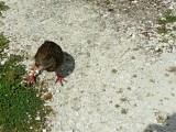 Cape Foulwind Walkway, Weka bird