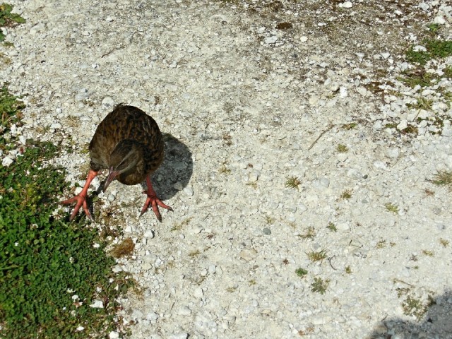 Cape Foulwind Walkway, Weka bird
