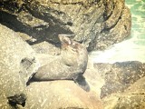 Cape Foulwind Walkway, Tauranga Bay seal colony