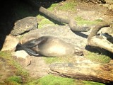 Cape Foulwind Walkway, Tauranga Bay seal colony