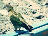 Milford Sound, on the road, Kea bird