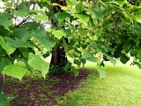 Christchurch, Botanic Garden