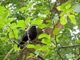 Christchurch, Botanic Garden