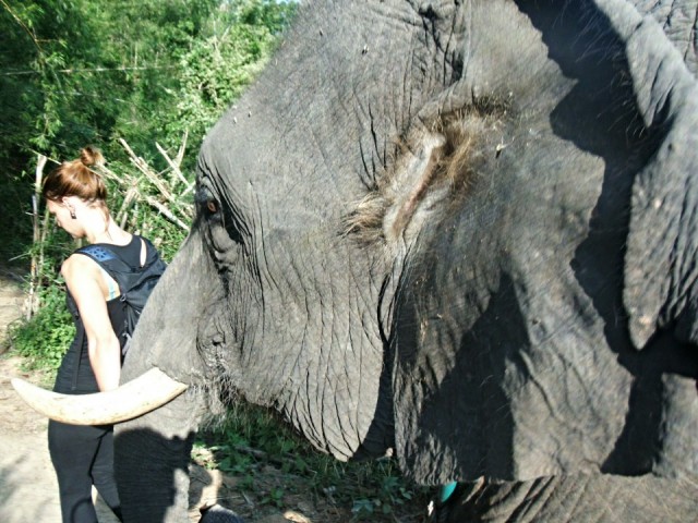 Ran-Tong Elephant Centre