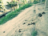Ran-Tong Elephant Centre
