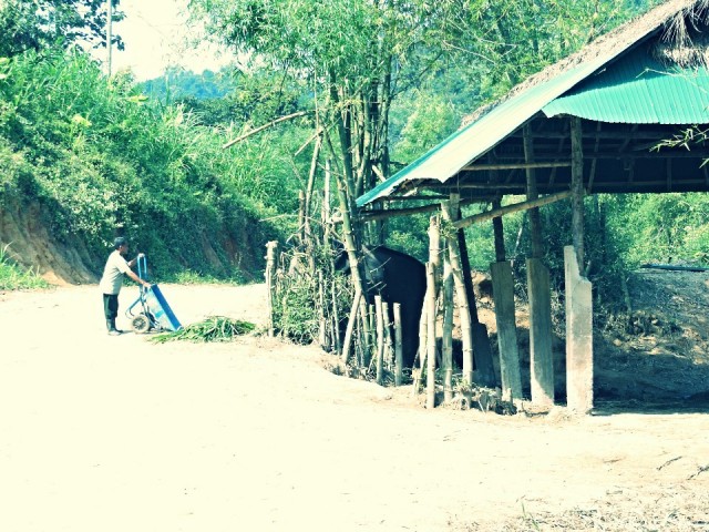 Ran-Tong Elephant Centre