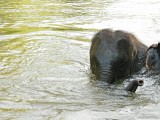 Ran-Tong Elephant Centre