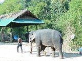 Ran-Tong Elephant Centre