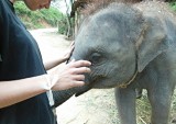 Ran-Tong Elephant Centre