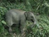 Ran-Tong Elephant Centre