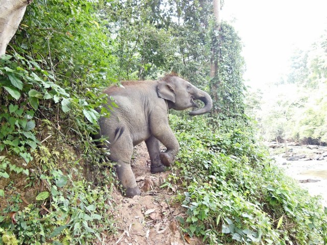Ran-Tong Elephant Centre
