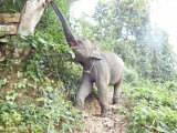 Ran-Tong Elephant Centre