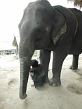 Ran-Tong Save&Rescue Elephant Centre