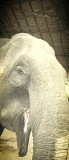 Ran-Tong Save&Rescue Elephant Centre