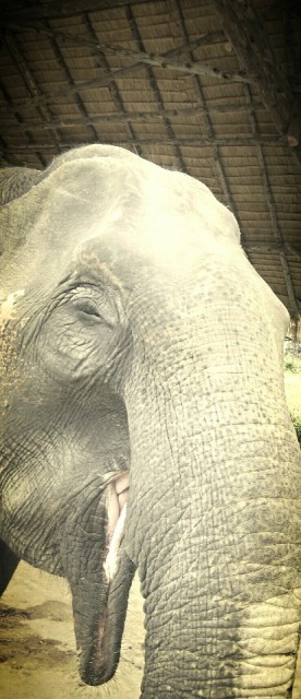 Ran-Tong Save&Rescue Elephant Centre