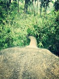 Ran-Tong Save&Rescue Elephant Centre
