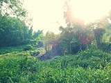 Ran-Tong Save&Rescue Elephant Centre