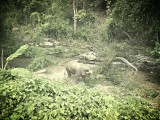 Ran-Tong Save&Rescue Elephant Centre