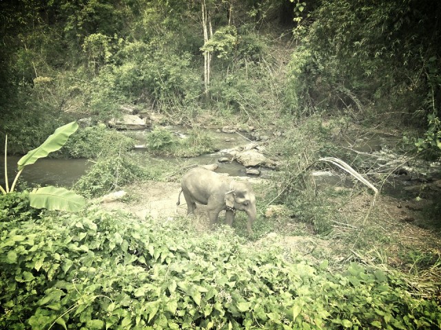Ran-Tong Save&Rescue Elephant Centre
