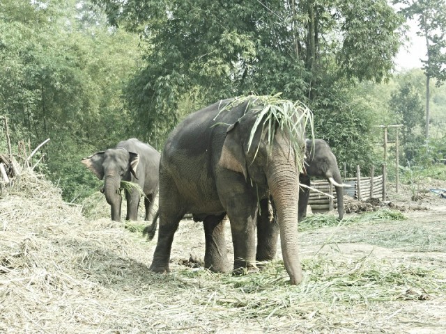 Ran-Tong Save&Rescue Elephant Centre