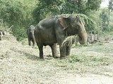 Ran-Tong Save&Rescue Elephant Centre