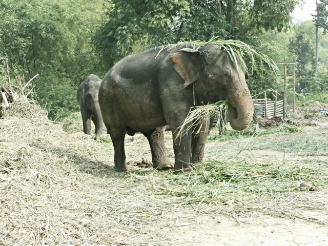 Ran-Tong Save&Rescue Elephant Centre