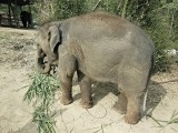 Ran-Tong Save&Rescue Elephant Centre