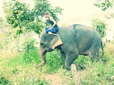 Ran-Tong Save&Rescue Elephant Centre