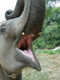 Ran-Tong Save&Rescue Elephant Centre