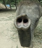 Ran-Tong Save&Rescue Elephant Centre