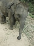 Ran-Tong Save&Rescue Elephant Centre