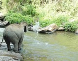 Ran-Tong Save&Rescue Elephant Centre
