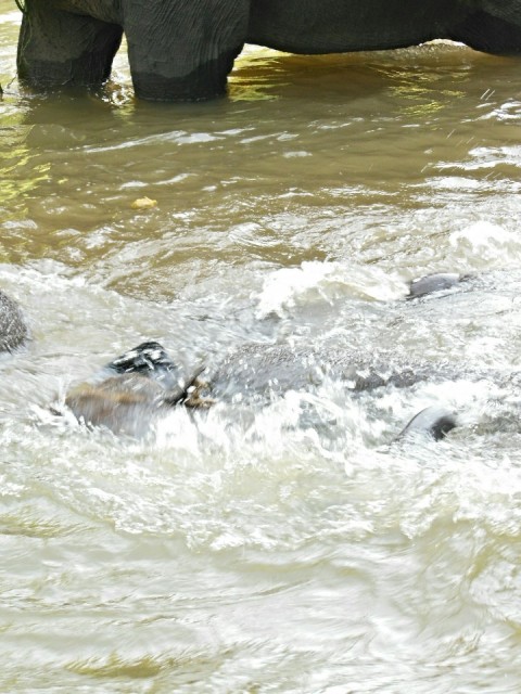 Ran-Tong Save&Rescue Elephant Centre