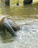 Ran-Tong Save&Rescue Elephant Centre