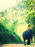 Ran-Tong Save&Rescue Elephant Centre