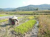 Luang Prabang planting rice