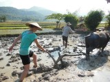 Luang Prabang planting rice