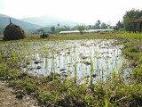 Luang Prabang planting rice