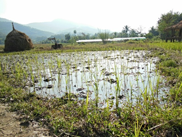 Luang Prabang planting rice