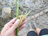 Luang Prabang planting rice
