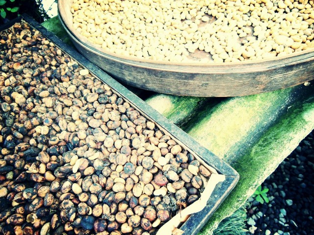 Kintamani, Luwak coffee
