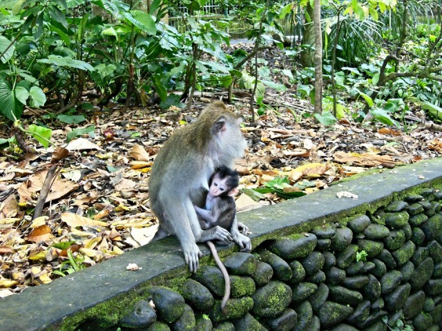 Ubud, Monkey Forest
