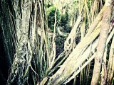 Ubud, Monkey Forest