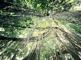 Ubud, Monkey Forest