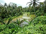 Ubud