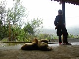 Sa Pa, Homestay