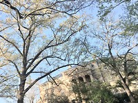 Chapel Hill
